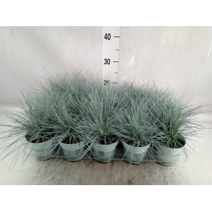 Festuca glauca 'Compacta Blue'