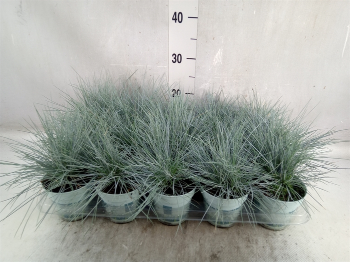 <h4>Festuca glauca 'Compacta Blue'</h4>