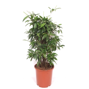 Dracaena Surculosa