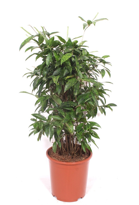<h4>Dracaena Surculosa</h4>