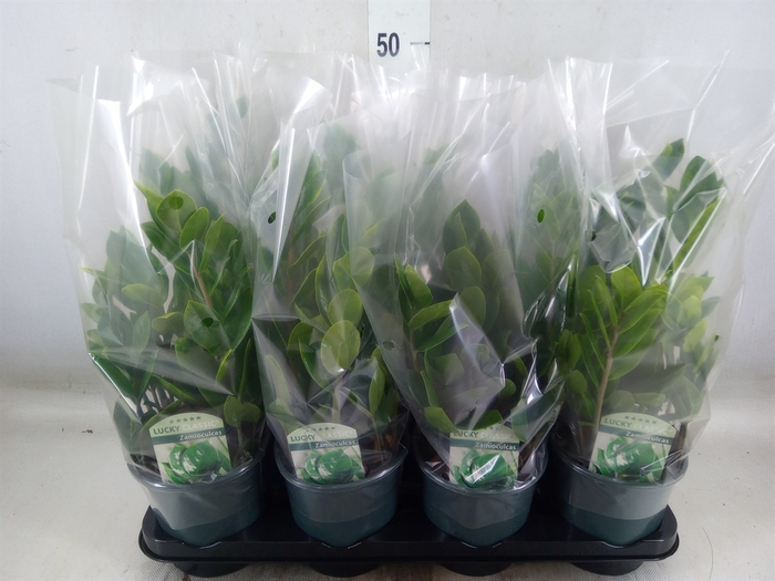 <h4>Zamioculcas zamiifolia</h4>