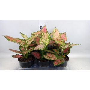 Aglaonema KB 'Crimson Love'
