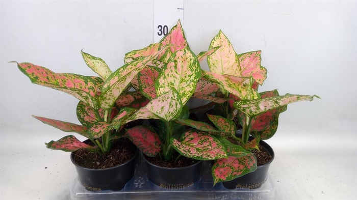 <h4>Aglaonema KB 'Crimson Love'</h4>