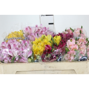 ALSTROEMERIA VARIADO 080 CM