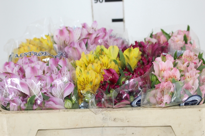 <h4>ALSTROEMERIA VARIADO 080 CM</h4>