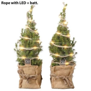 Picea Jutte Led Light