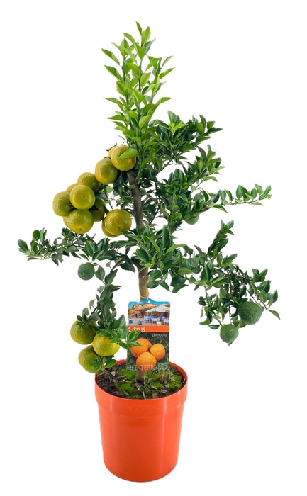 <h4>Citrus chinotto</h4>