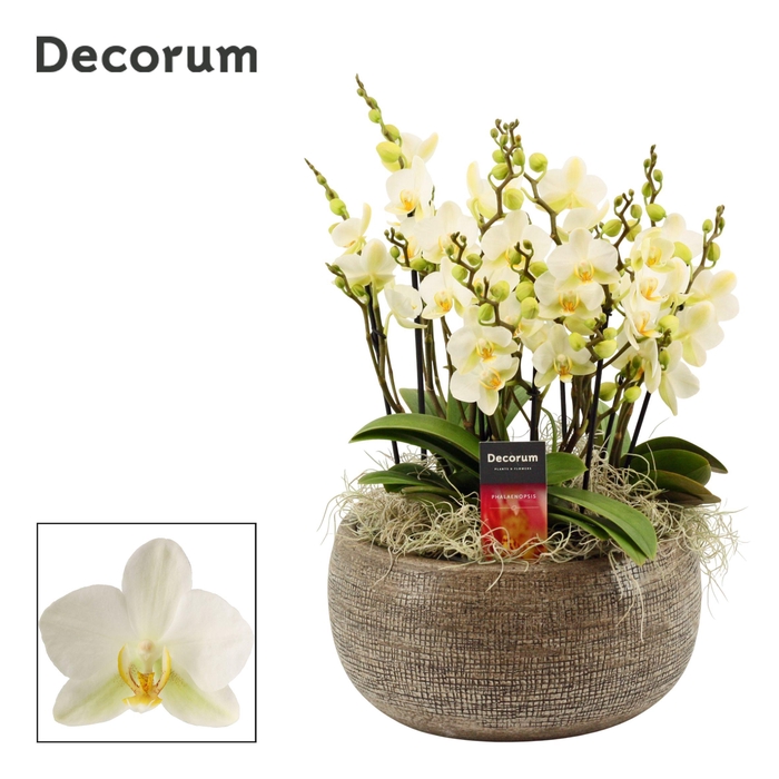 <h4>PHAL MF AN LAUSANNE</h4>