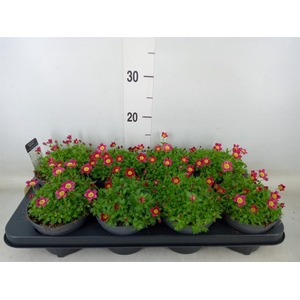 Saxifraga arend. 'Peter Pan'