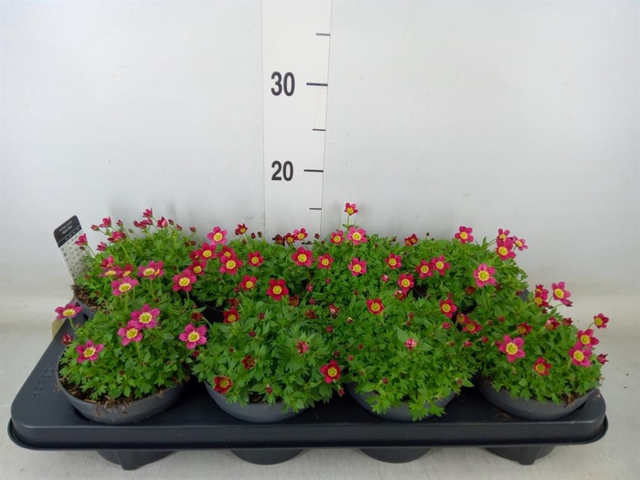 <h4>Saxifraga arend. 'Peter Pan'</h4>