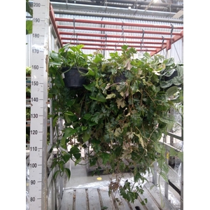 Cissus rhombifolia 'Ellen Danica'