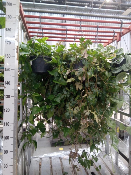 <h4>Cissus rhombifolia 'Ellen Danica'</h4>