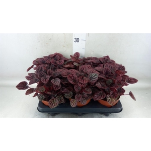 Peperomia caperata   ...