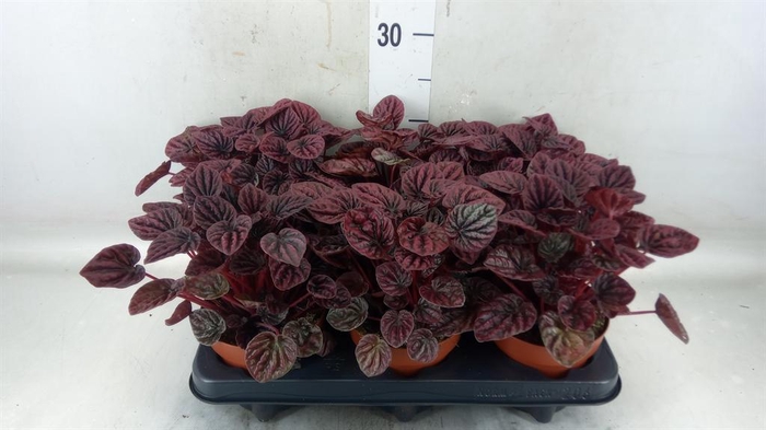 <h4>Peperomia caperata   ...</h4>