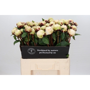 Paeonia Class Act