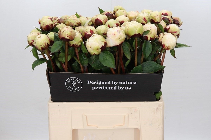 <h4>Paeonia Class Act</h4>