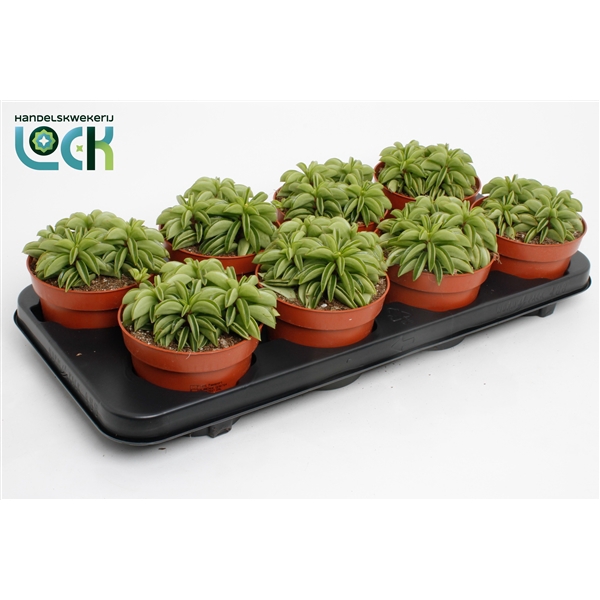 <h4>Peperomia Happy Bean</h4>