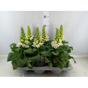 Digitalis   ...