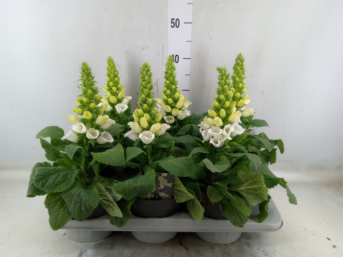 <h4>Digitalis   ...</h4>