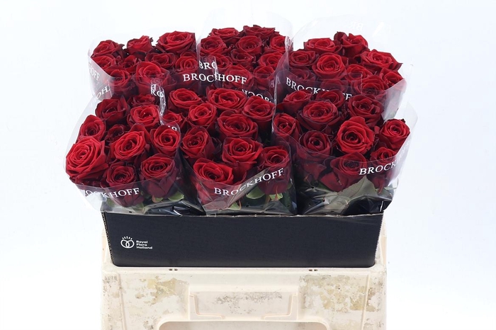 <h4>R Gr Red Naomi!</h4>