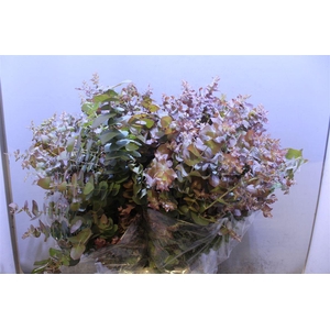 Euca Ovata Nat 300