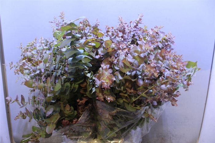 <h4>Euca Ovata Nat 300</h4>