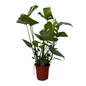 Monstera deliciosa 21cm 80-90 cm