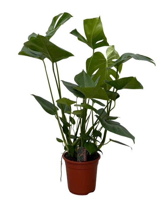 <h4>Monstera deliciosa 21cm 80-90 cm</h4>