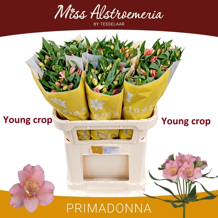 <h4>ALSTR PRIMADONNA</h4>