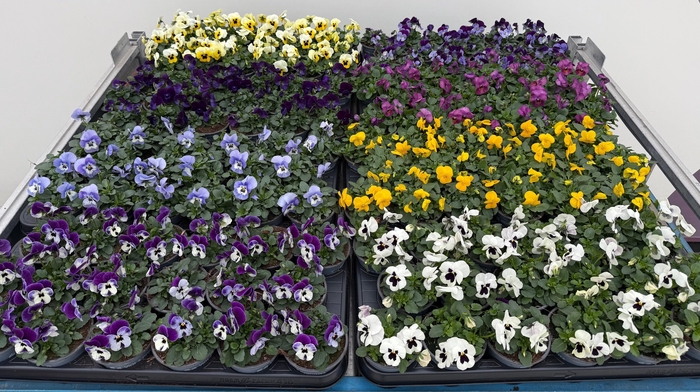 <h4>VIO CO MIXK</h4>