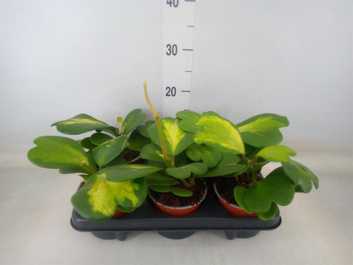 <h4>Hoya kerrii</h4>