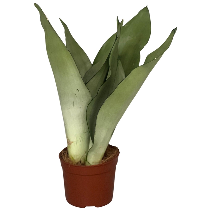 <h4>Sansevieria Moonshine</h4>