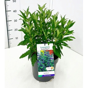 Caryopteris x clandonensis