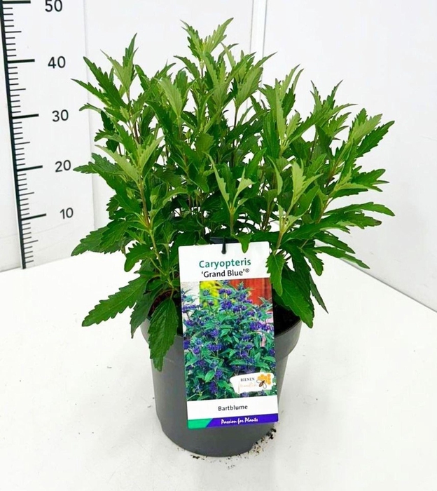 <h4>Caryopteris x clandonensis</h4>