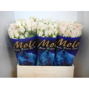 R TR RLM  P CH DELIG