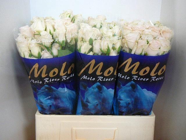 <h4>R TR RLM  P CH DELIG</h4>