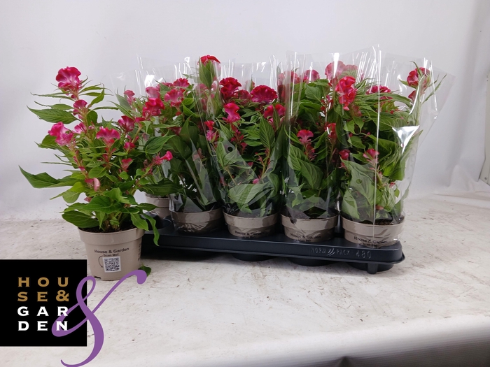 <h4>CEL CR TWIST PINK</h4>