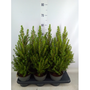 Picea glauca 'Perfecta'