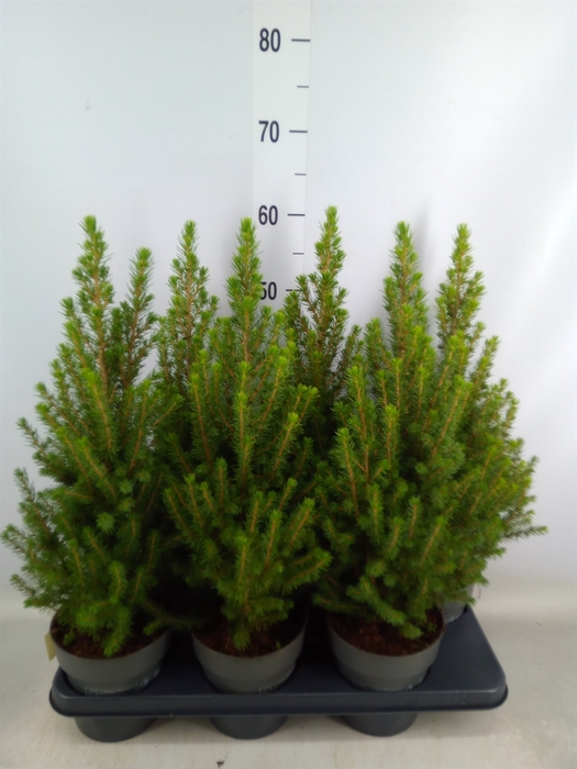 <h4>Picea glauca 'Perfecta'</h4>