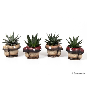 E 3117 with Haworthia mix P6