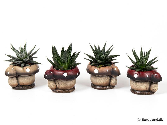 <h4>E 3117 met Haworthia mix 6 cm</h4>