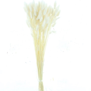 Dried Lagurus Bleached White Bs 100gr.