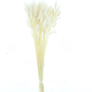 Dried Lagurus Bleached White Bs 100gr.
