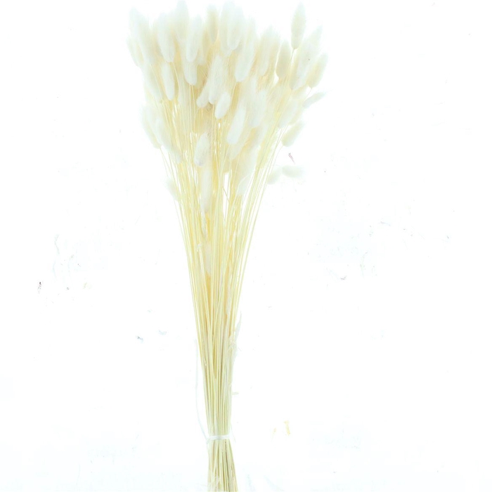 Dried Lagurus Bleached White Bs 100gr.