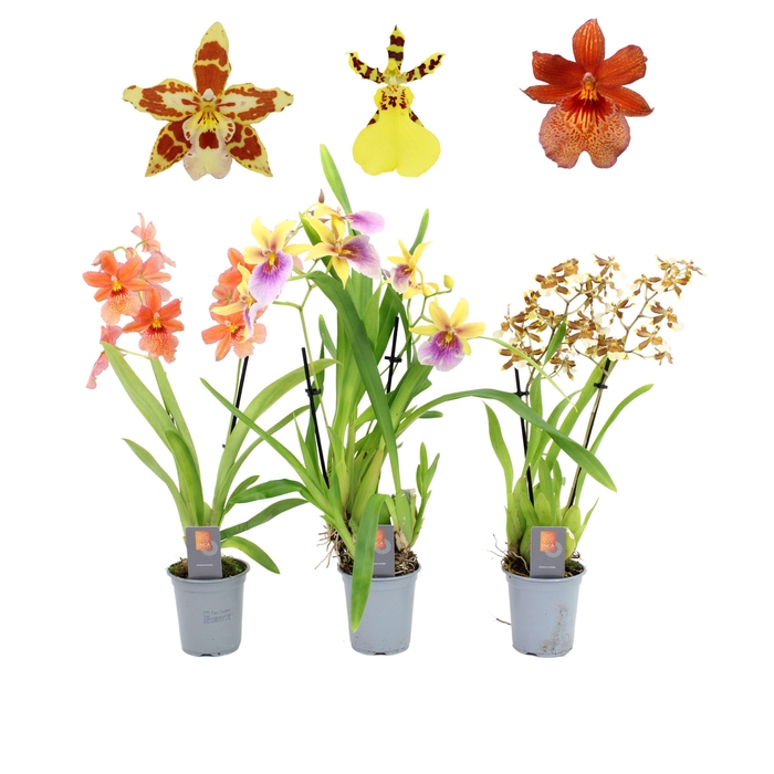 <h4>Inca Orchid Sunny Glow mix 2 spike 9cm</h4>
