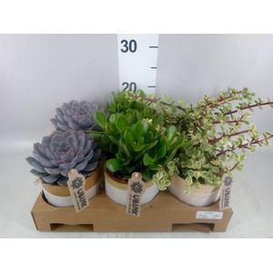 Succulents   ...