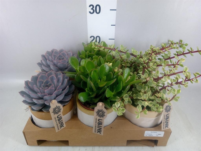 <h4>Succulents   ...</h4>
