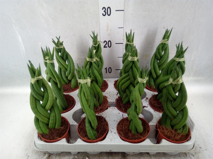 <h4>Sansevieria cyl.  ...</h4>