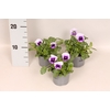 (X) Viola cornuta F1 Beaconsfield