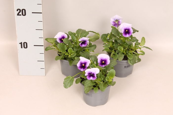 (X) Viola cornuta F1 Beaconsfield